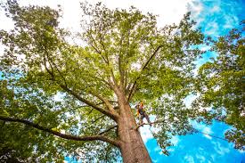 Tree Services