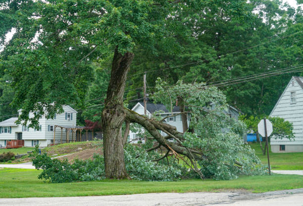 Best Leaf Removal  in Halls, TN